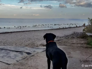 Sooo viele Gänse beim Leuchtturm Neuland