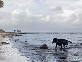 Spaß mit Yuma am Wasser bei Katharinenhof