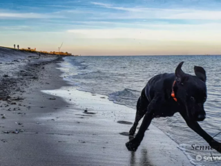 Hopply, hier kommt Yuma - so viel Strand für meinen Labbi