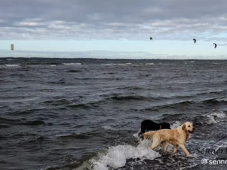 Kitesurfer vor Großenbrode - Und Yuma im Wasser