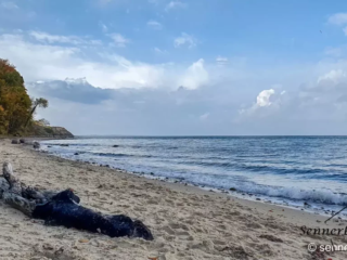 Totholz am Weißenhäuser Strand