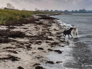 Hundebekanntschaft am Weststrand bei Großenbrode