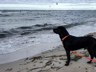 Gepannter Blick von Yuma bei Großenbrode