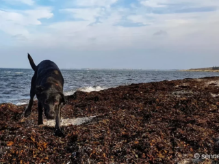 Viel Seetank ist angespült am Strand bei Großenbrode