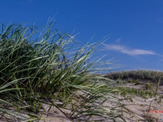 Strandhafer am Weststrand Großenbrode