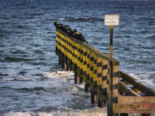 Komorane an der Ostsee