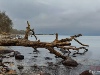 Abgestorbener Baum am Srand bei Katharinenhof