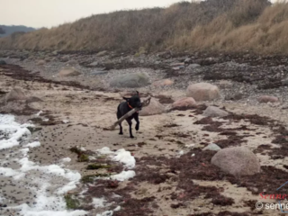 Strandfund für Yuma