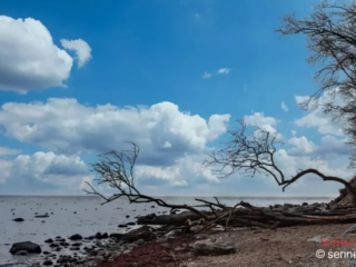 Umgefallene Bäume beim Katharinenhof