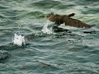Ein Komoran startet bei Staberhuk