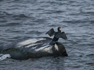 Flügel trocknen bei Staberhuk