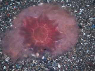 Eine Feuerquelle nah am Strand