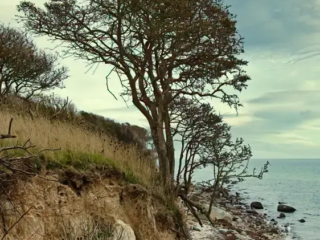 Staberhuk Ferienresidenz nach Staberdorf - Baum am Steilhang