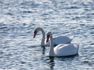Zwei Schwäne vor Westermarkelsdorf