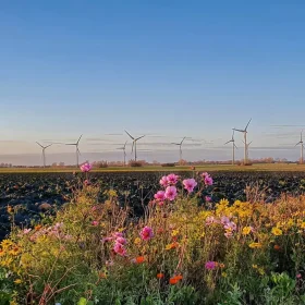 Blumenpracht auf Fehmarn